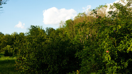 
Landscapes and views in the Botanical Garden in Radzionków. Ready for entry.
