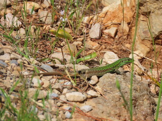 Tyrrhenian wall lizard, sardinia