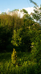 
Landscapes and views in the Botanical Garden in Radzionków. Ready for entry.