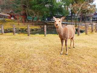 Deer in a park, nara