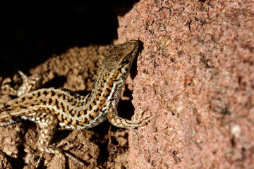 cute lizard in nature close-up