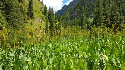 meadow with flowers
