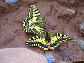 yellow butterflies