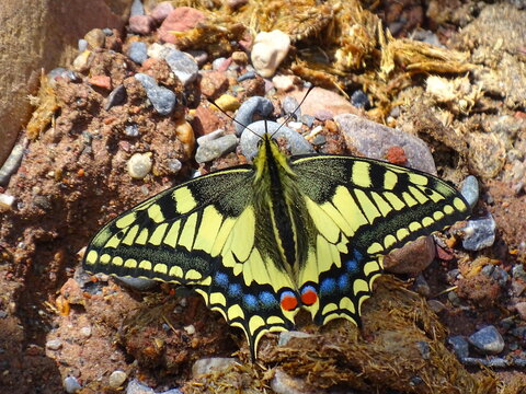 yellow butterfly on gravel