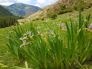 spring flowers in the mountains