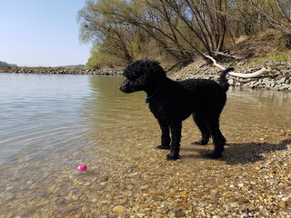 Großpudel spielt in der Donau mit dem Ball 