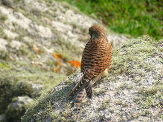 kestrel