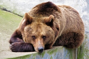 B&auml;r liegt mit verschlafenem Blick in seinem Gehege.