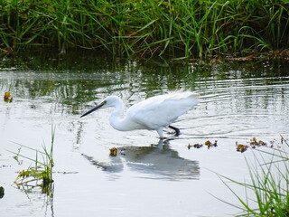 hunting heron for fish