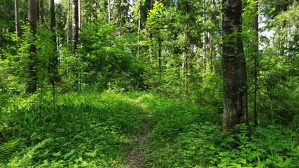 Obraz premium Дорога в лесу!