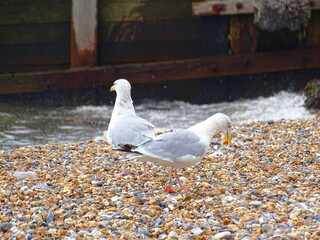 seagulls on the beach