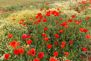 Fototapeta premium C'est la saison des coquelicots ...