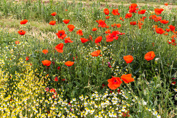 Naklejka premium C'est la saison des coquelicots ...