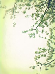 Spring blossom on tree branches, with fresh lime colour effect