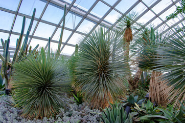 Yucca rostrata sapphire blue in the Dome of Flowers