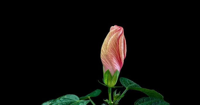 Timelapse of the pink hibiscus flower blooming on a black background
