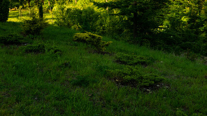 
Landscapes and views in the Botanical Garden in Radzionków. Ready for entry.