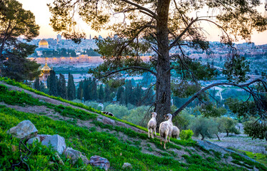 Peaceful view of Jerusalem landmarks: Dome of the Rock, the Golden/Mercy Gale and the domes of the...