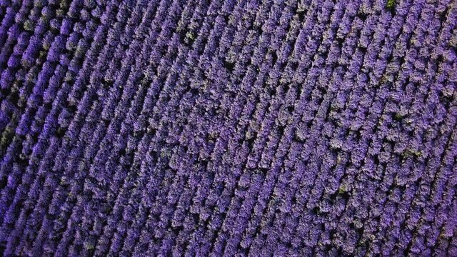 A close up of a purple hat