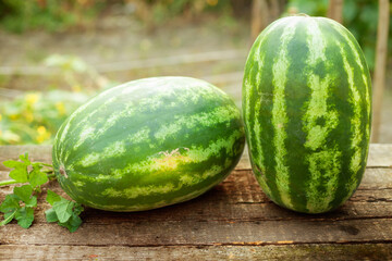 Two fresh watermelon, summer fruit