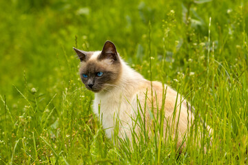 Cute cat hunts among the lush green grass