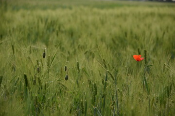 Mak w polu