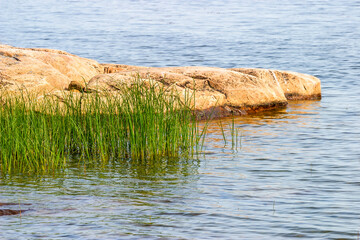 Green reed at a cliff in the water