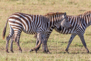 Fototapeta na wymiar Zebras wandering on the African savannah