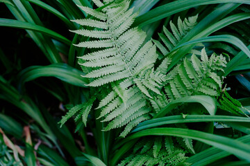 dark green fern leaves surrounded by grass