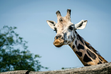 Portrait of giraffe behind a wooden fence in a zoo