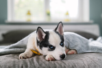 A small white dog puppy breed siberian husky with beautiful blue eyes sleep on grey carpet. Dogs...