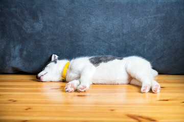 A small white dog puppy breed siberian husky with beautiful blue eyes lays on wooden floor. Dogs and pets photography