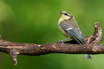 Juvenile Blaumeise