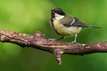 Juvenile Kohlmeise