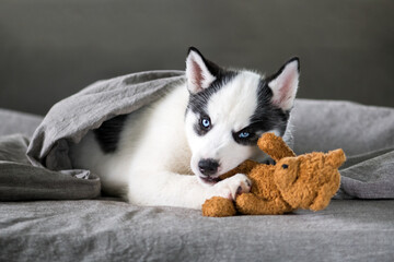 A small white dog puppy breed siberian husky with beautiful blue eyes lays on grey carpet with bear toy. Dogs and pet photography