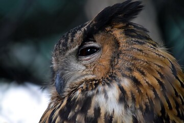 Eagle Owl Bubo Bubo Sde View Portrait