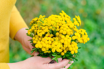 a bouquet of yellow wildflowers, ladybug on the flowers, in the hands of a girl dressed in yellow