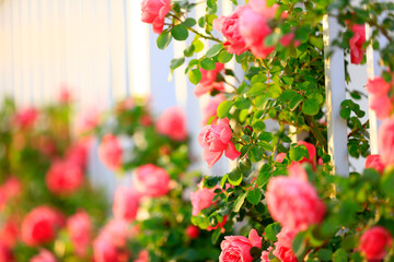 In the summer, The roses are in full bloom