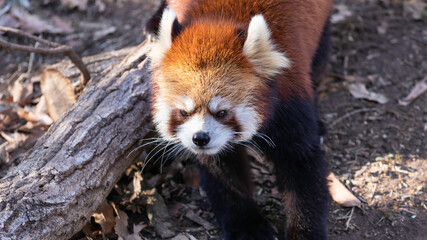 レッサーパンダ