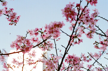 pink cherry blossom