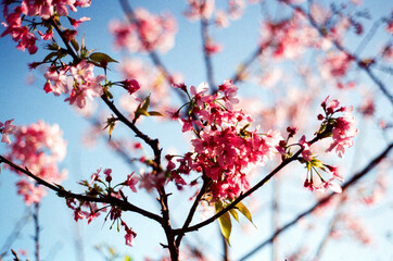 pink cherry blossom