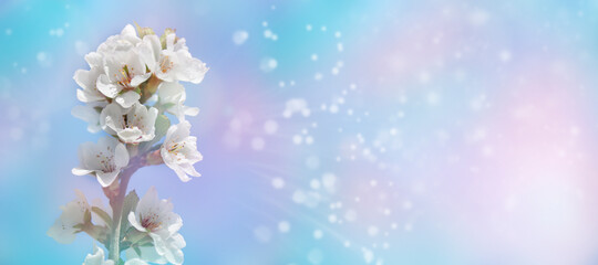 Selective focus. Spring background - white cherry flowers, blurred background. Template for design.