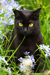 Naklejka na ściany i meble Beautiful bombay black cat portrait with yellow eyes in garden with blue flowers and grass in nature 