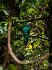 Male Resplendent Quetzal Sitting On A Branch in Tropical Forest in Costa Rica