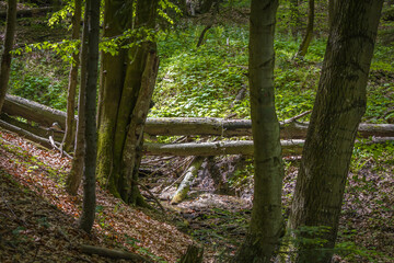 Poland. Bieszczady Mountains. The trail to Duszatynskie Lakes.