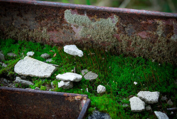 microcosm at an abandoned construction site