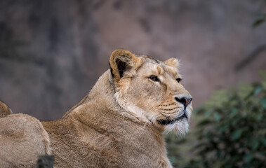 lioness watching in the distance