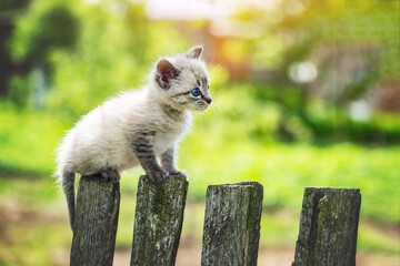Small kitten cat with blue ayes on wooden fence on garden closeup. Animal pets photography © Ivan Kmit
