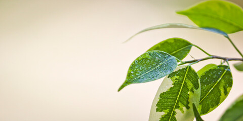 Selective focus. Ficus tree leaves in large drops of water. Weeping fig, benjamin fig (Ficus benjamina). Close-up. Natural background.