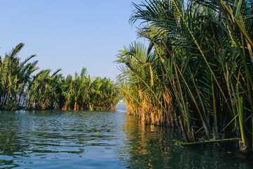 Palm trees in the water, Vietnam